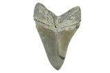 Fossil Megalodon Tooth From Georgia - Repaired #338664-1